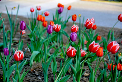 xTulips